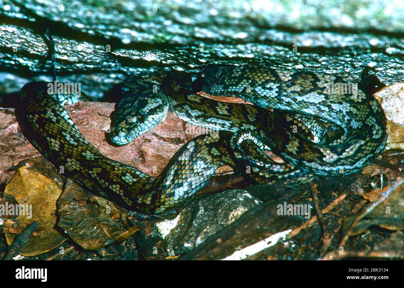 Australian scrub Python, Morelia kinghorni, Pythonidae, Python, in rock fissure, snake, reptile, animal, Fitzroy Island, Queensland, Australia Stock Photo