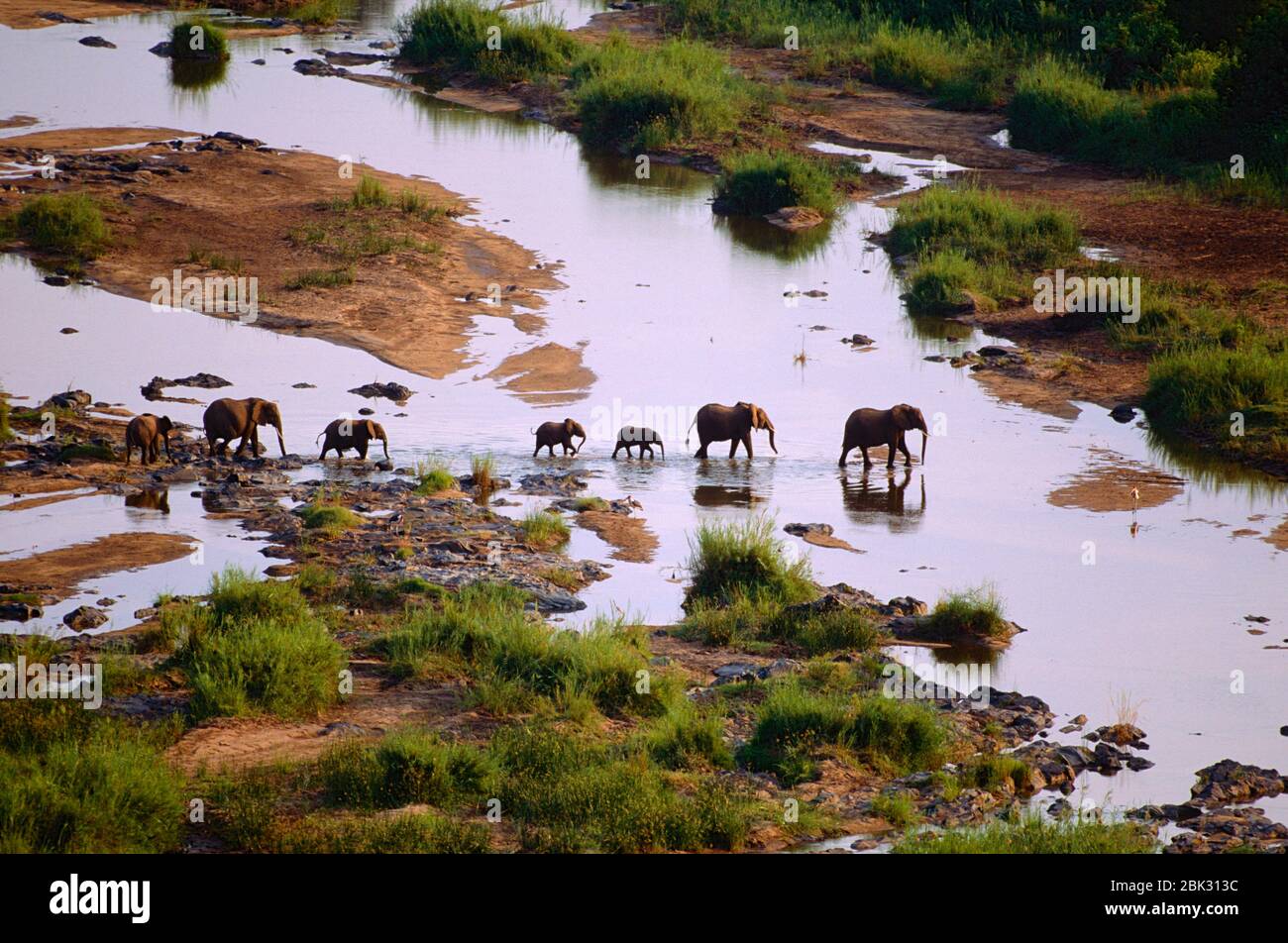 African Elephant, Loxodonta africana, Elephant, Elephantidae, mammal, animal, Olifants river, Olifants Lodge, Krüger National Park, South Africa Stock Photo