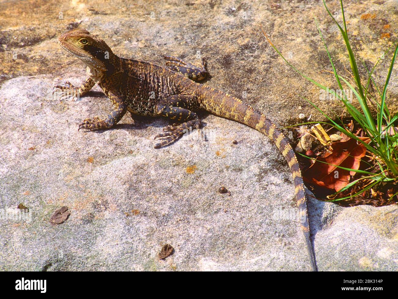Eastern Water Dragon, Intellagama lesueurii, Agamidae, lizard, reptile, animal, Queensland, Australia Stock Photo