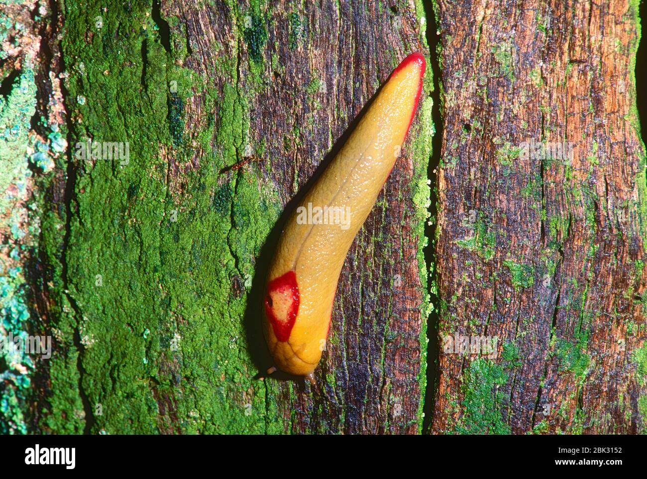 Red triangle slug, Triboniphorus graffei, Athoracophoridea, slug, animal,  Blue Mountains National Park, Queensland, Australia Stock Photo - Alamy