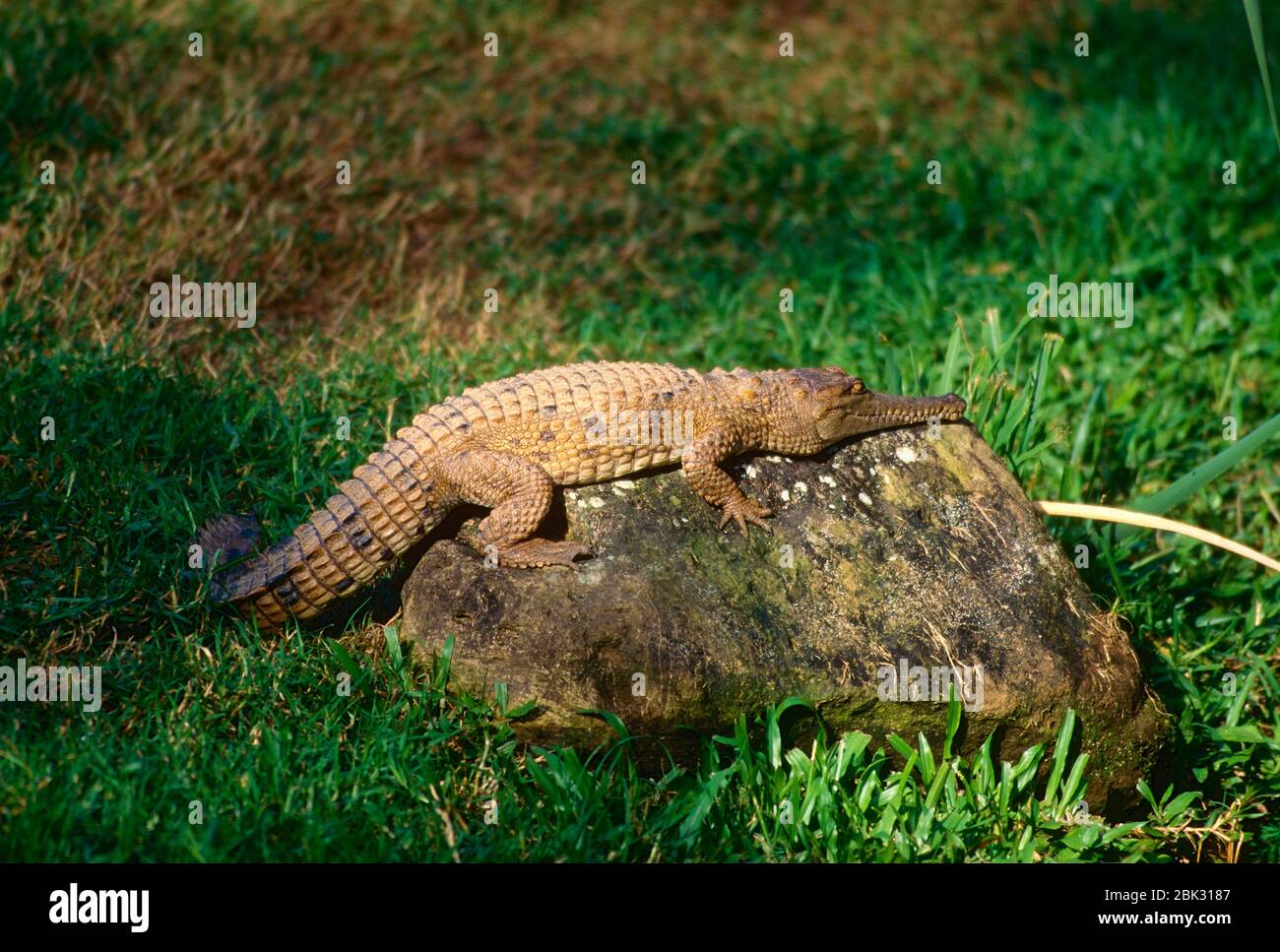 Freshwater Crocodile, Crocodylus johnsoni, Crocodylidae, Crocodile, reptile, animal, Currumbin Wildlife Sanctuary, Currumbin, Queensland, Australia Stock Photo