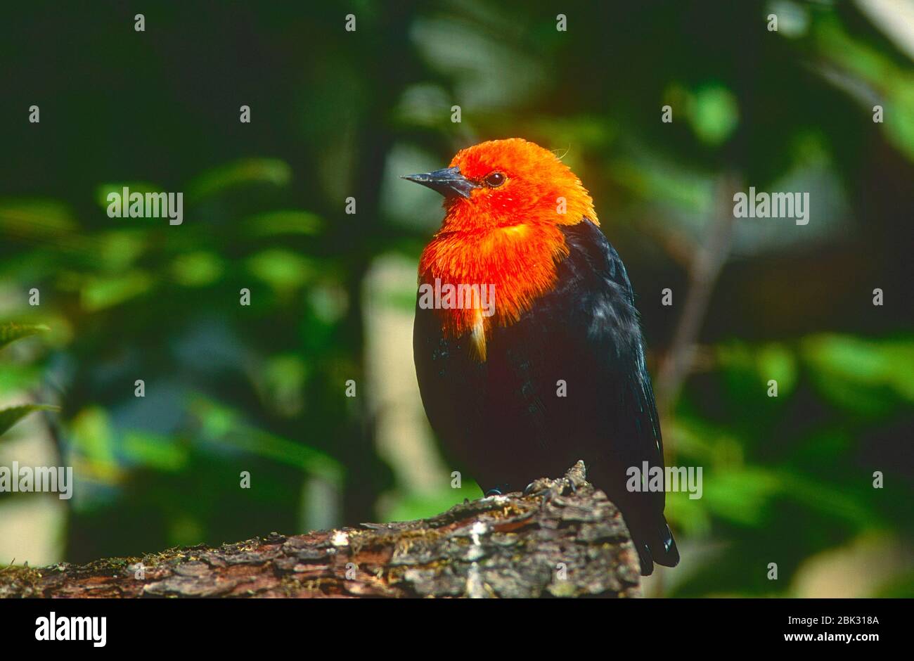 Scarlet-headed Blackbird, Amblyramphus holosericus, Icteriade, bird, animal, captive, Zoo, Zurich, Switzerland, Origin South America Stock Photo