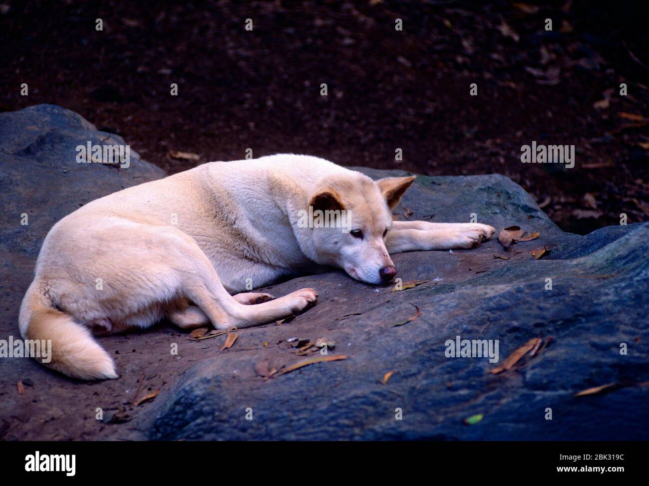 Dingo, Canis familiaris dingo, Canidae, mammal, animal,  Zoo, Sydney, Australia Stock Photo