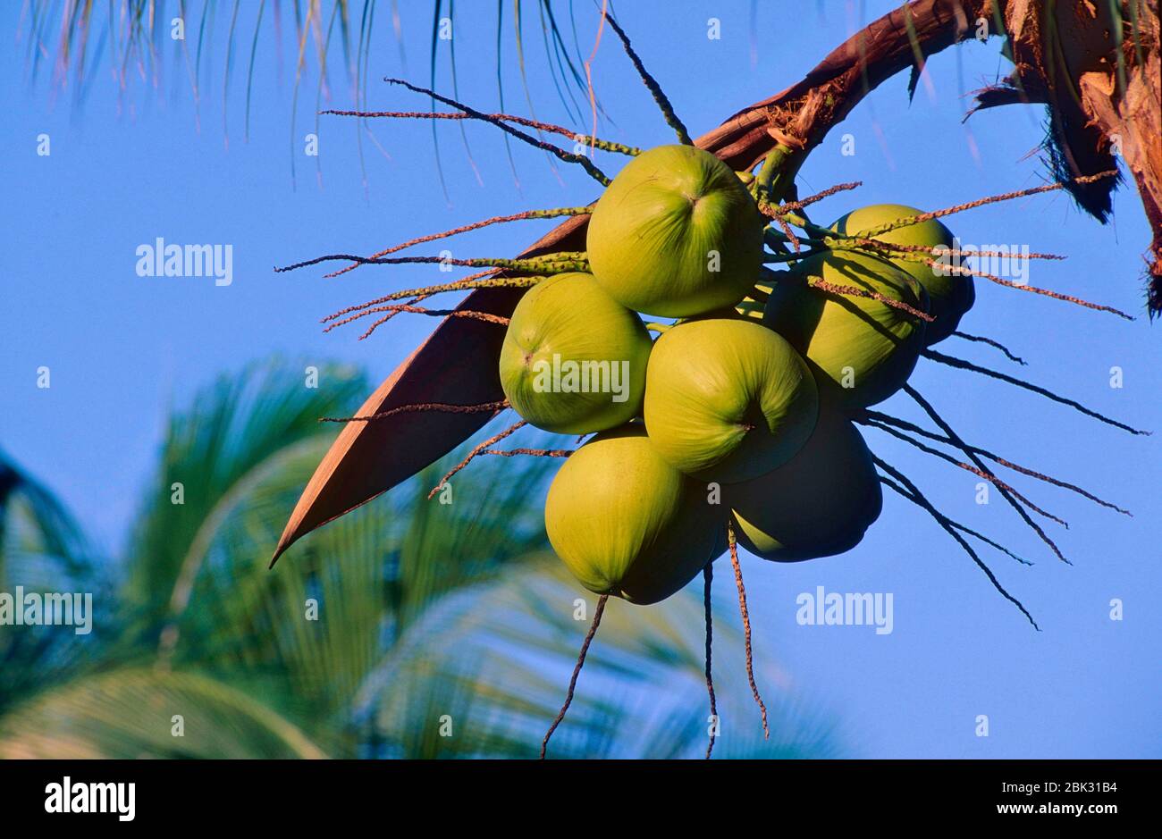 Coconut tree, Cocos nucifera, Arecaceae, coconuts, tree, plant ...