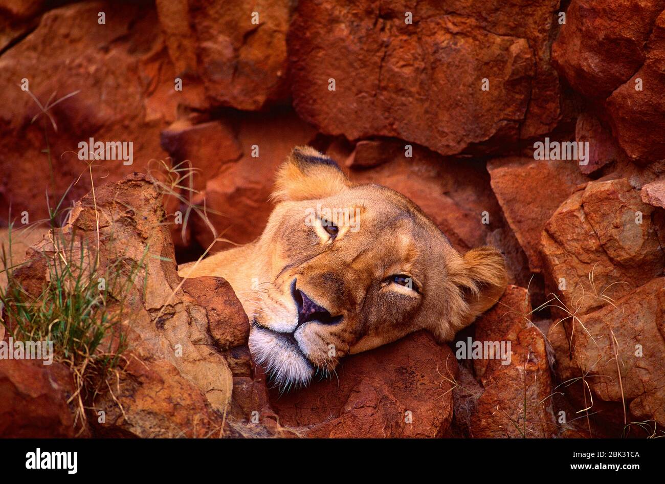 Lion, Panthera leo, Felidae, predator, female, mammal, animal, captive, Zoo, Johannesburg, South Africa Stock Photo