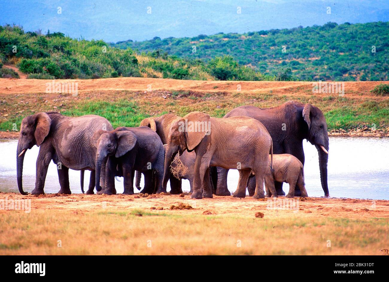 African Elephant, Loxodonta africana, Elephantidae, herd, animal, mammal, at the waterhole, Addo Elephant National Park, South Africa Stock Photo
