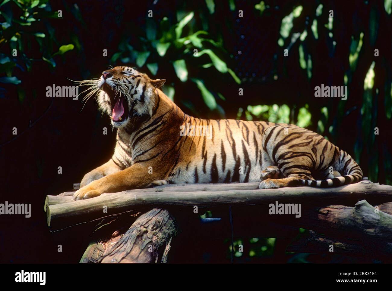 Sumatran Tiger, Panthera tigris sumatrae, Felidae, yawning, predator, mammal, animal, captive, Zoo, Singapore Stock Photo