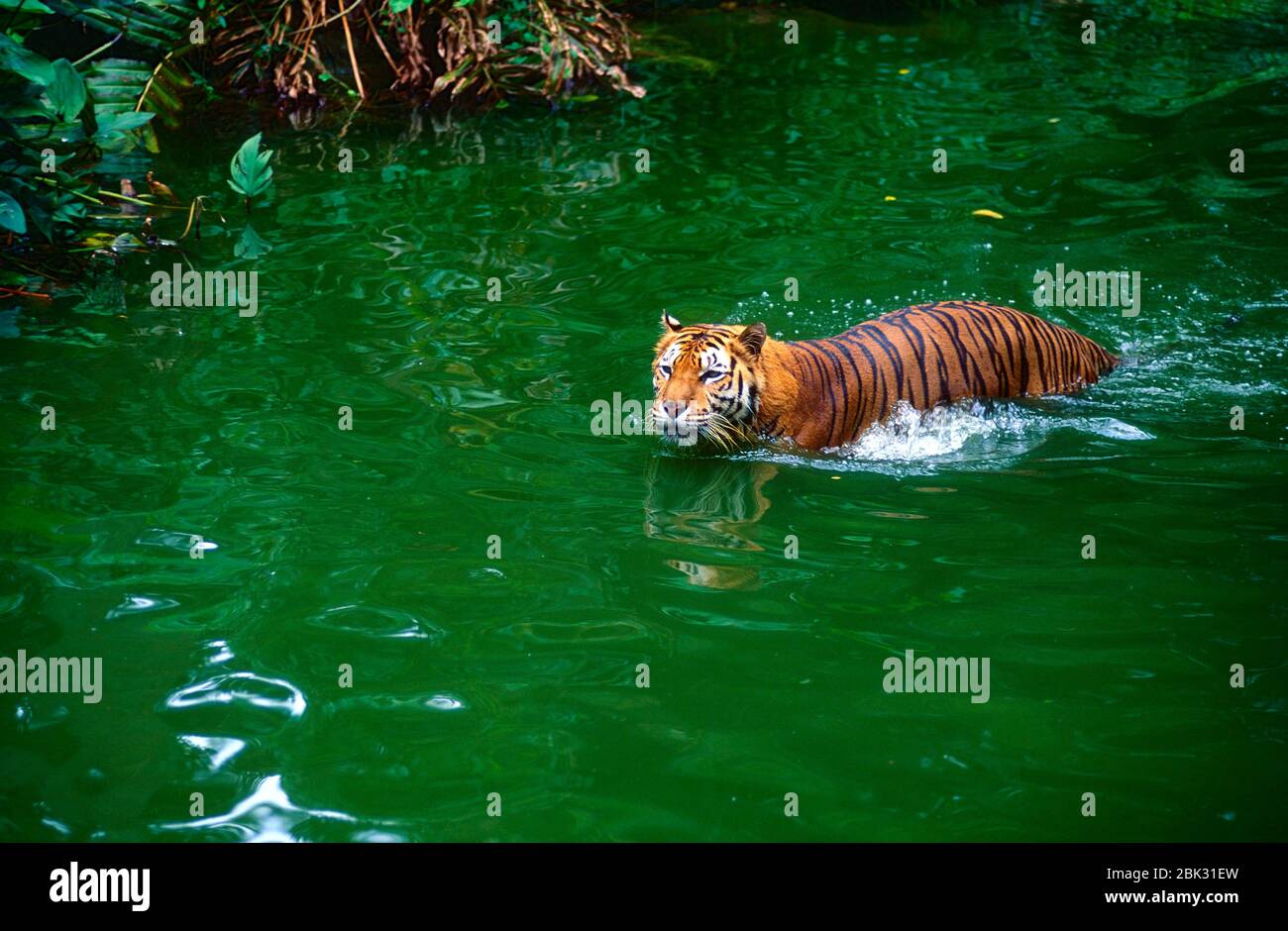 Sumatran Tiger, Panthera tigris sumatrae, Felidae, predator, mammal, animal, , captive, Zoo, Singapore Stock Photo