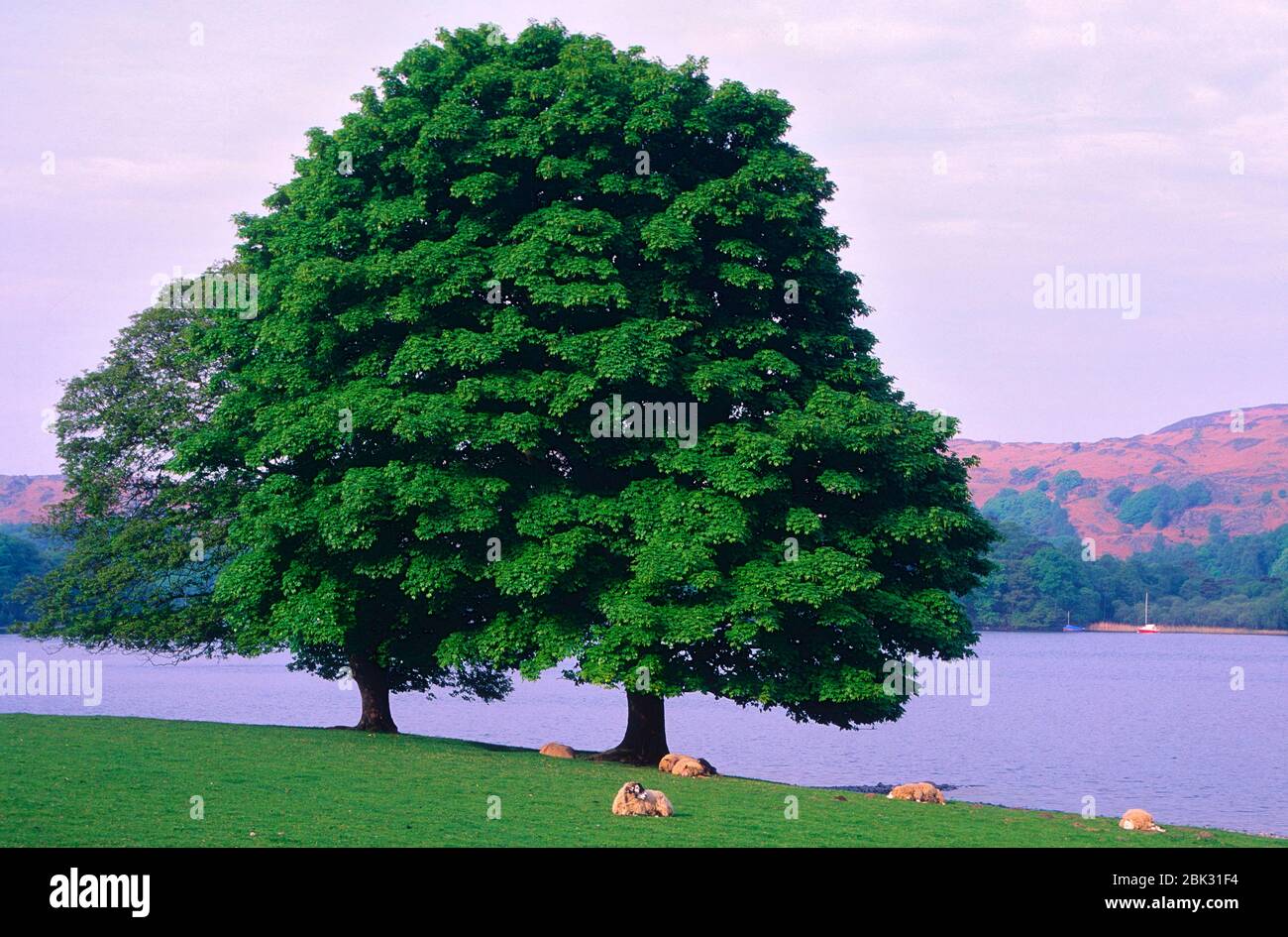 Maple tree, pasture, sheeps, Coniston water, lake, Lake District, Nature Park, Northern England, Great Britain Stock Photo