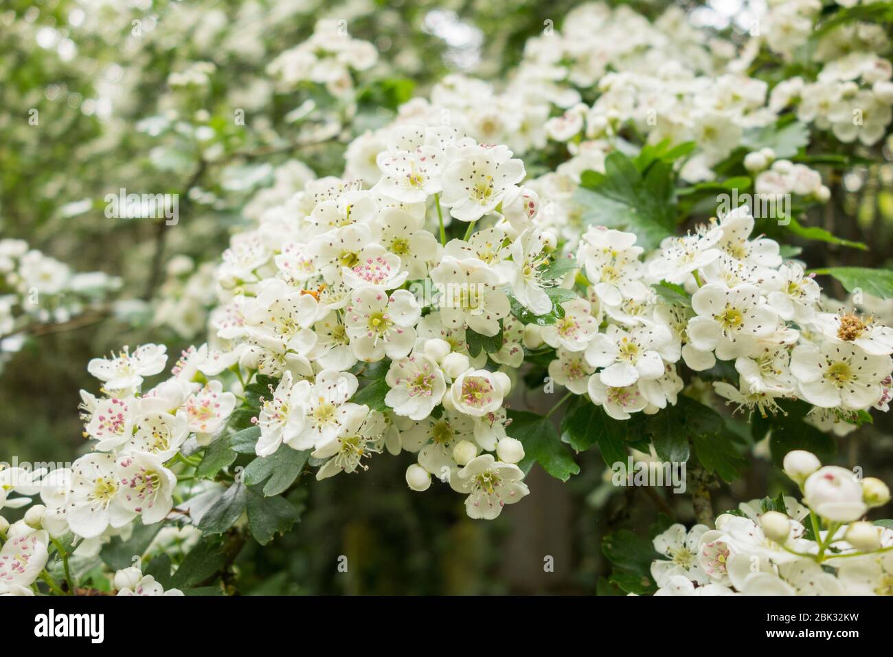 Close-up of a White Hawthorn blossom (Rosaceae) Stock Photo