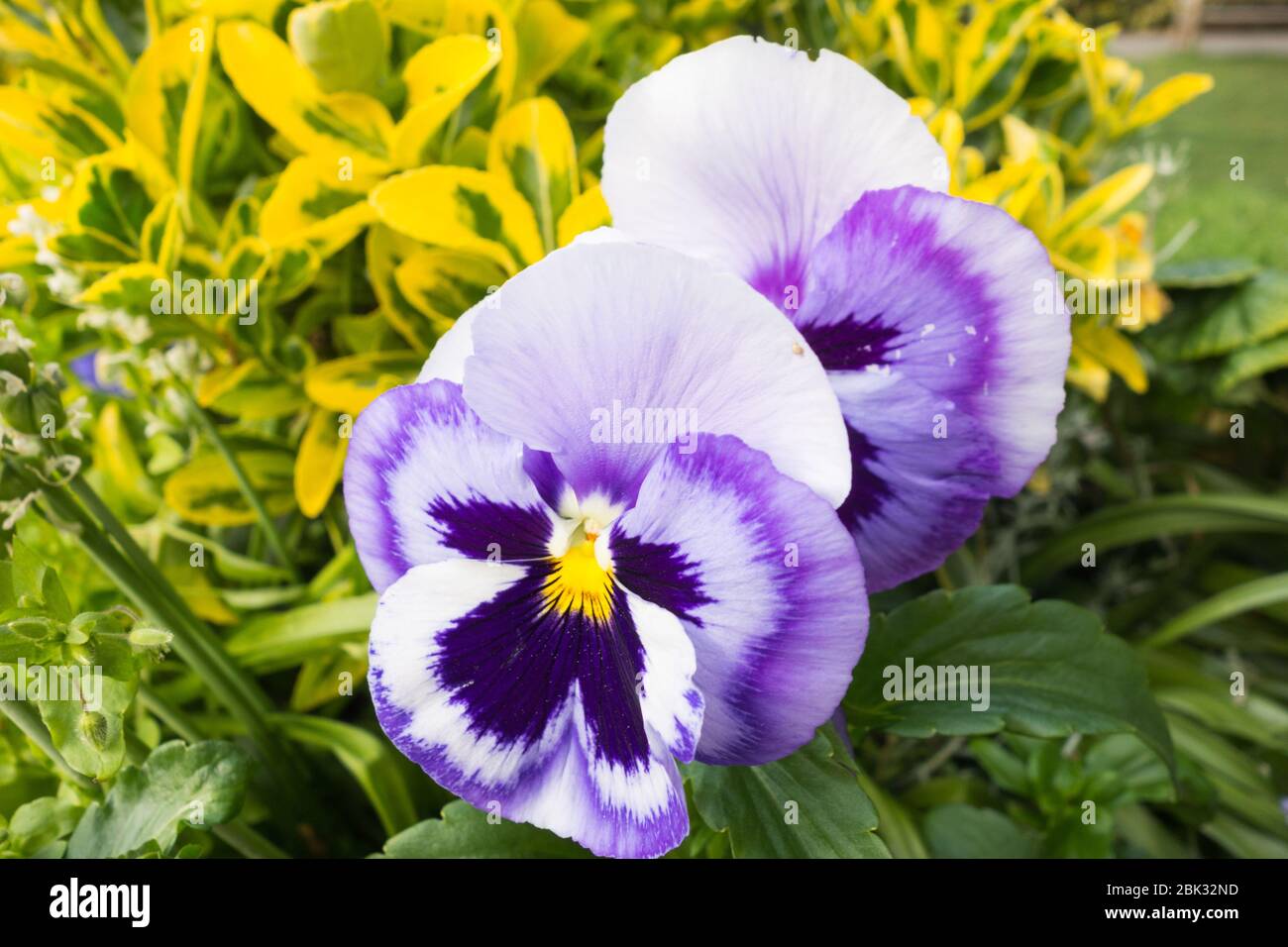 Winter Pansies High Resolution Stock Photography And Images Alamy