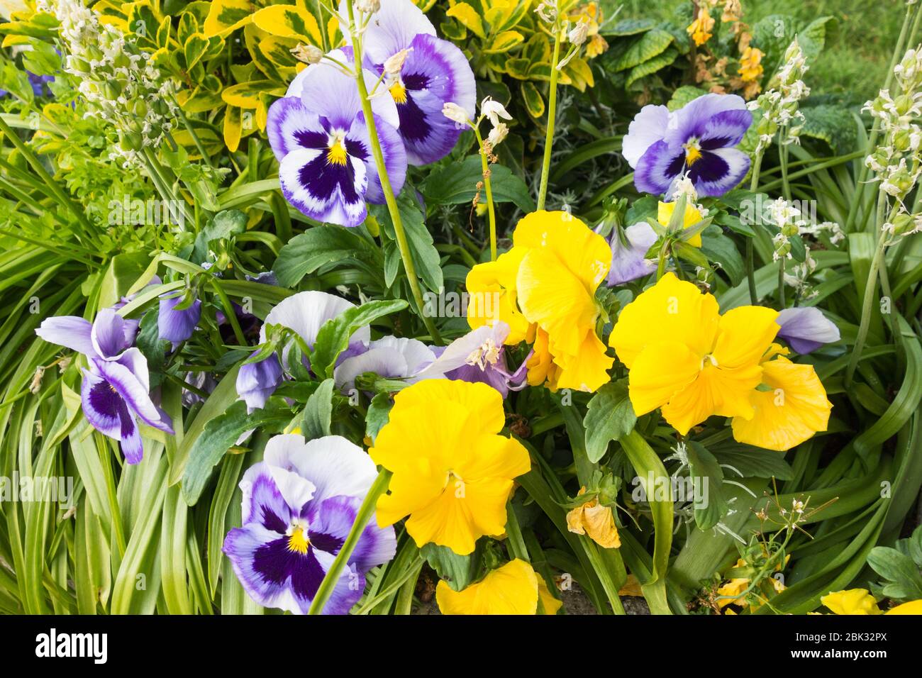 Colorful winter pansies (Viola hiemalis) in bright sunshine Stock Photo
