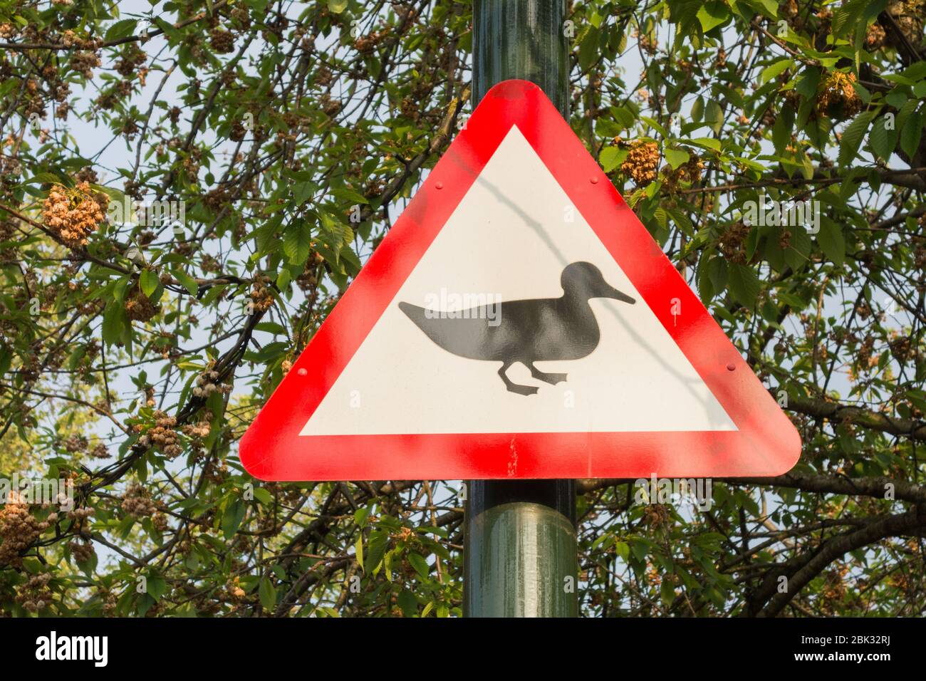 British Warning road sign - Ducks crossing the road Stock Photo