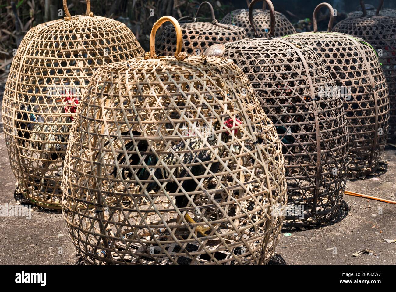 Chickens caged in weave baskets, Ubud, Bali, Indonesia Stock Photo Alamy