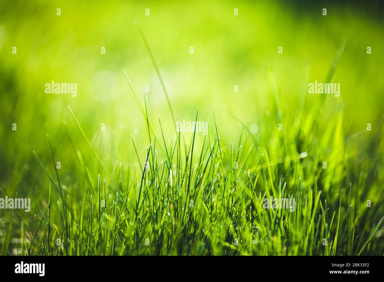 Fresh green grass abstract background Stock Photo