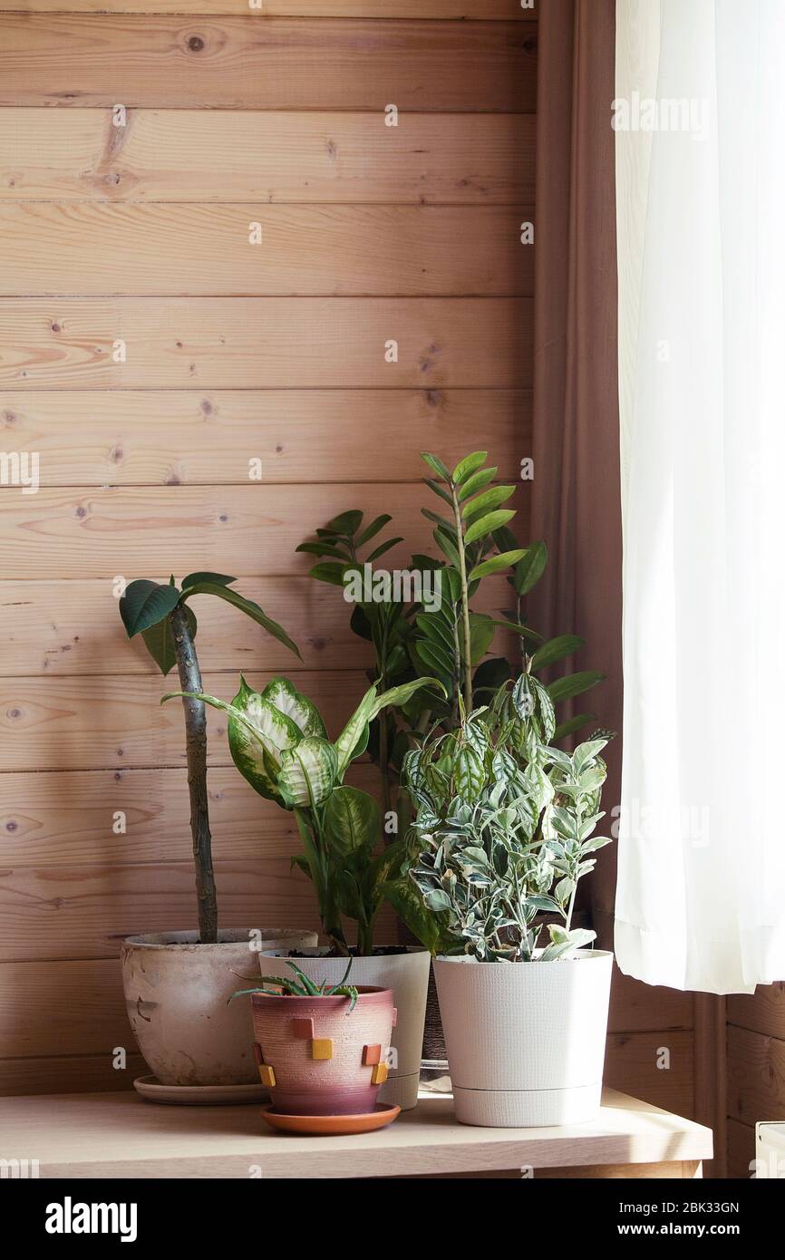 Collection of various houseplants in different pots. Potted dieffenbachia, aloe vera, zamioculcas and frangipani on wood background on sunny day Stock Photo