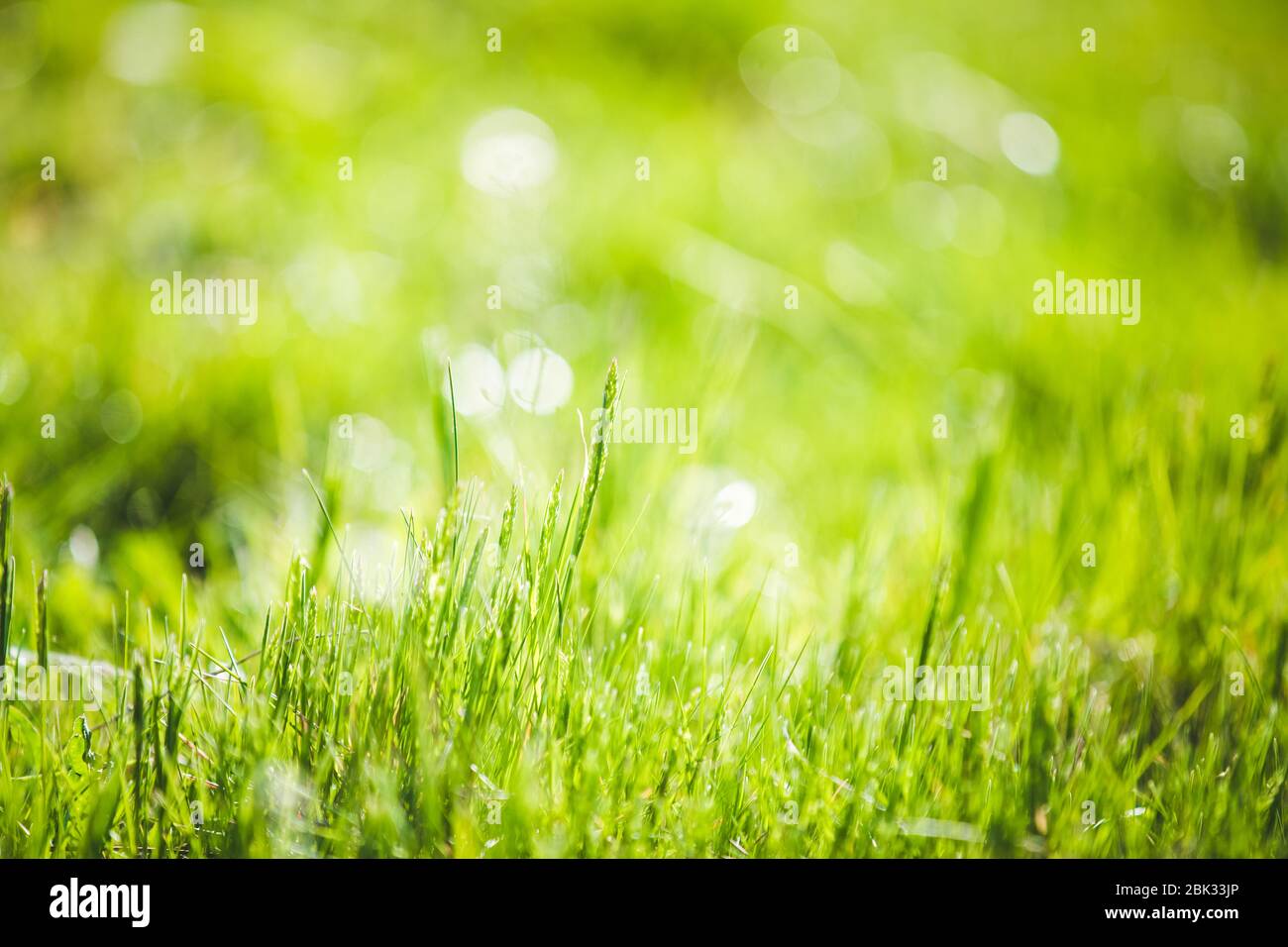Fresh green grass abstract background Stock Photo