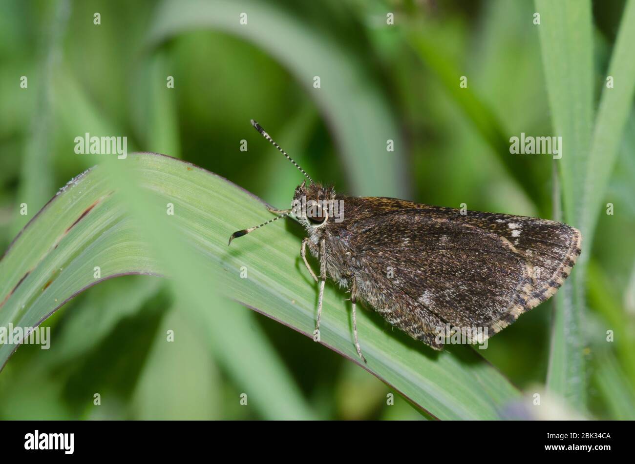 Bell's RoadsideSkipper, Amblyscirtes belli Stock Photo Alamy