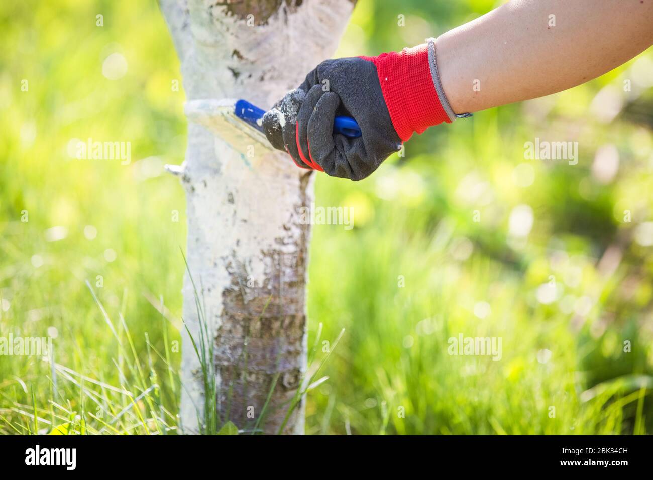 Spring whitewashing trees Stock Photo