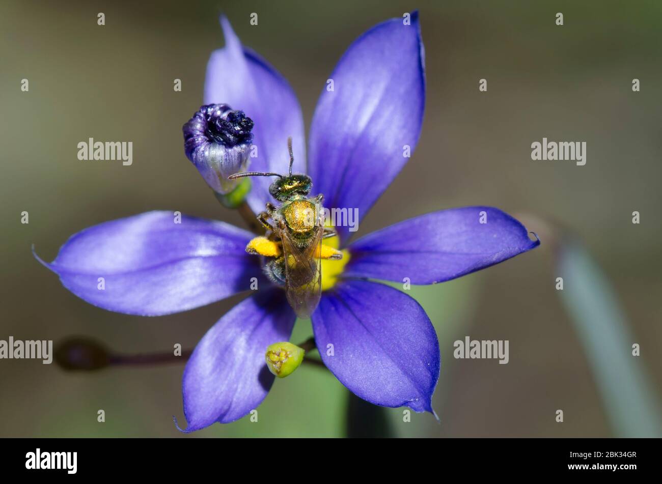 Sweat Bee, Augochlorella sp., foraging on Blue-eyed Grass, Sisyrinchium sp. Stock Photo