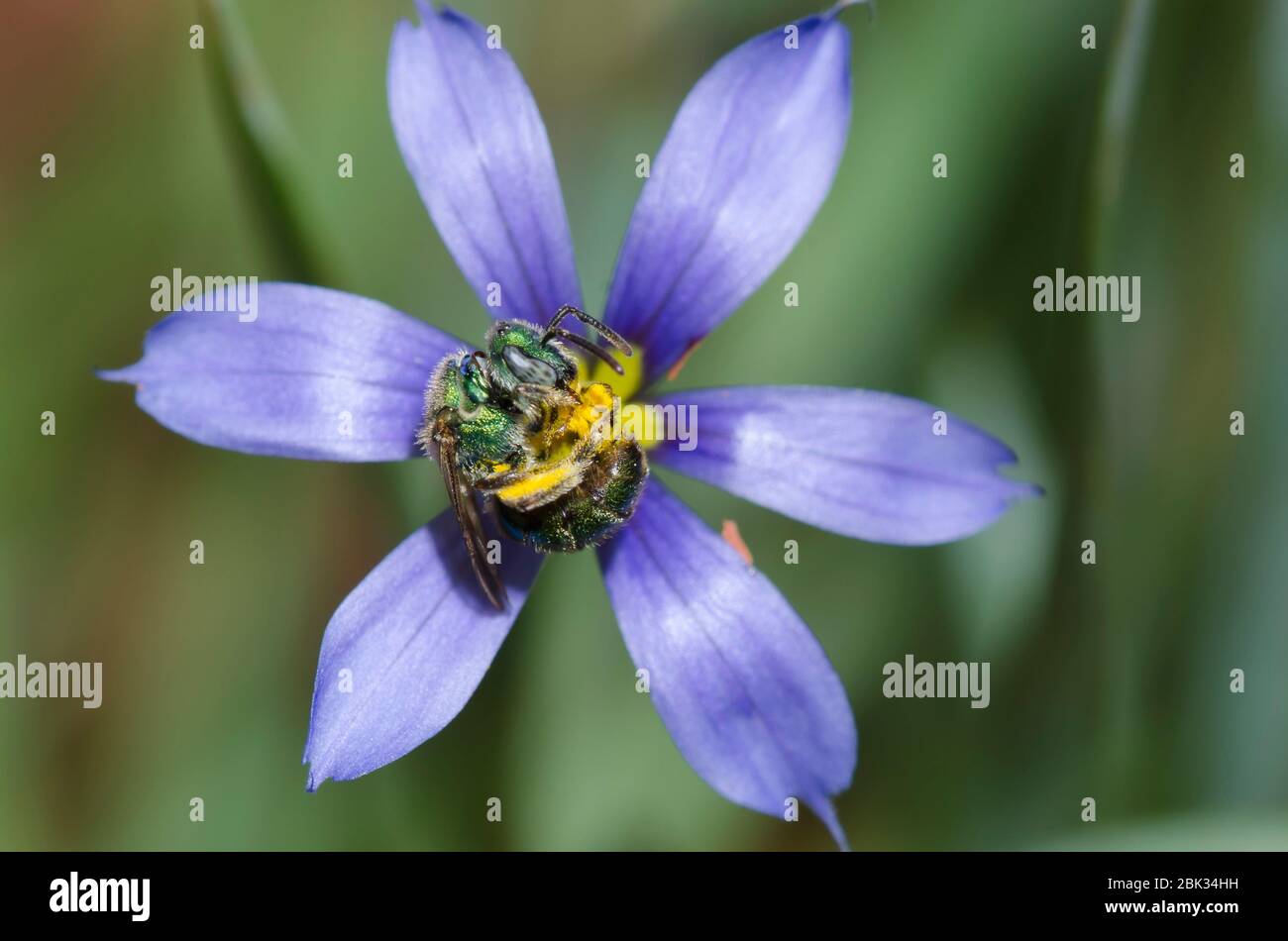 Sweat Bee, Augochlorella sp., foraging on Blue-eyed Grass, Sisyrinchium sp. Stock Photo