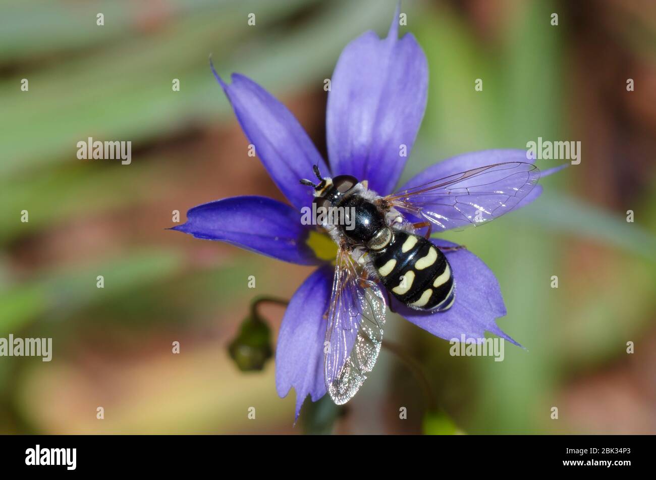 Hover Fly, Eupeodes volucris, female foraging on Blue-eyed Grass, Sisyrinchium sp. Stock Photo