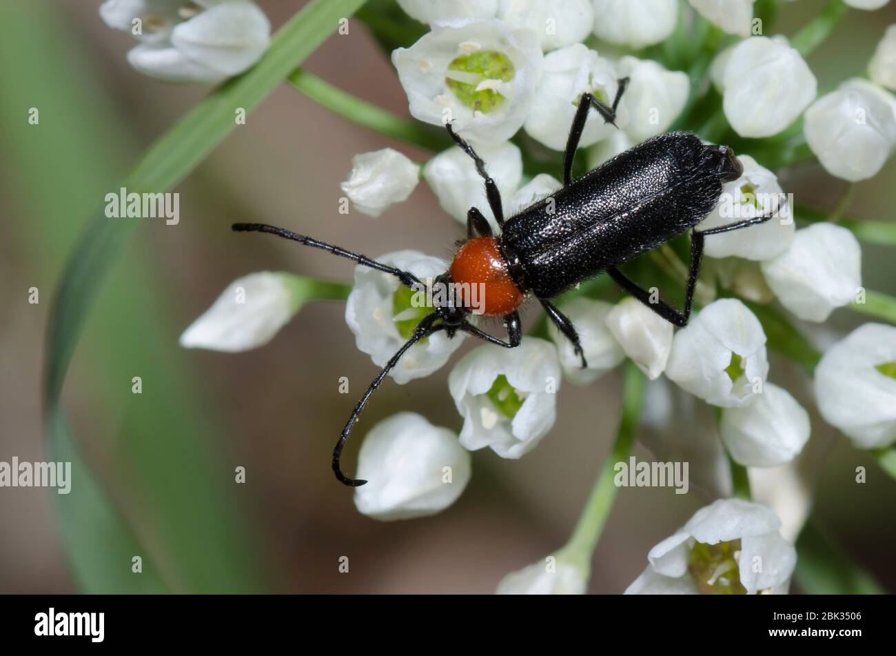 Long-horned Beetle, Batyle ignicollis, on Meadow Garlic, Allium canadense Stock Photo