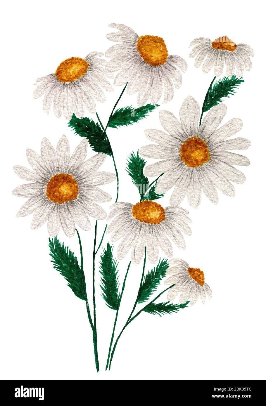 bouquet of daisies isolated on white, chamomile wildflower bouquet
