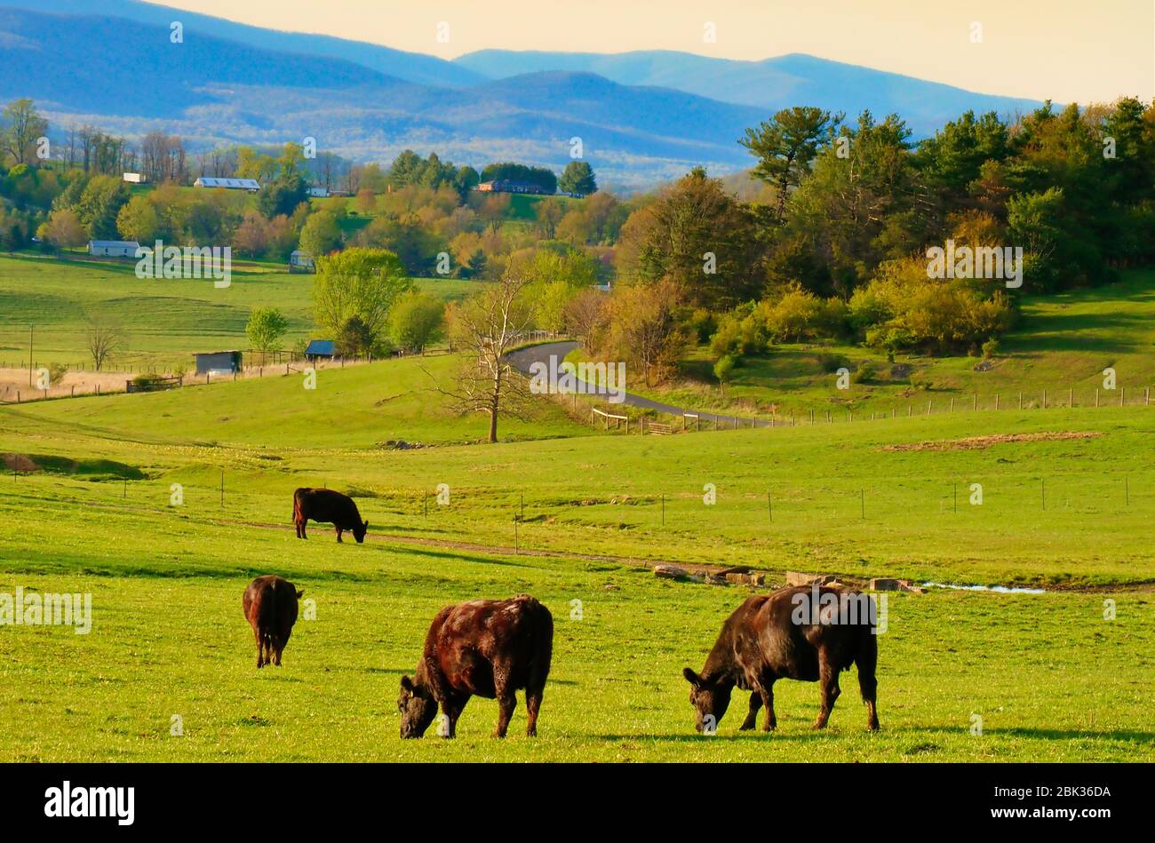 Cattle grazing on farm near Middlebrook in the Shenandoah Valley, Virginia, USA Stock Photo