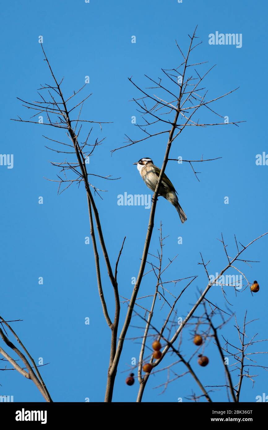 Close-up of a light-vented (Chinese) Bulbuls (Pycnonotus sinensis) sitting in a tree during spring time on sunny day Stock Photo