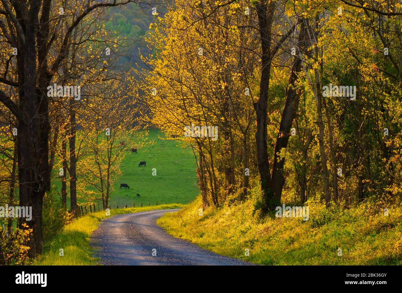 Dirt Road near Middlebrook in Shenandoah Valley, Virginia, USA Stock Photo