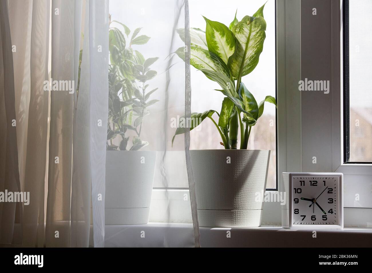 houseplants in white flower pot and clock near the window with curtains on  sunny day Stock Photo - Alamy