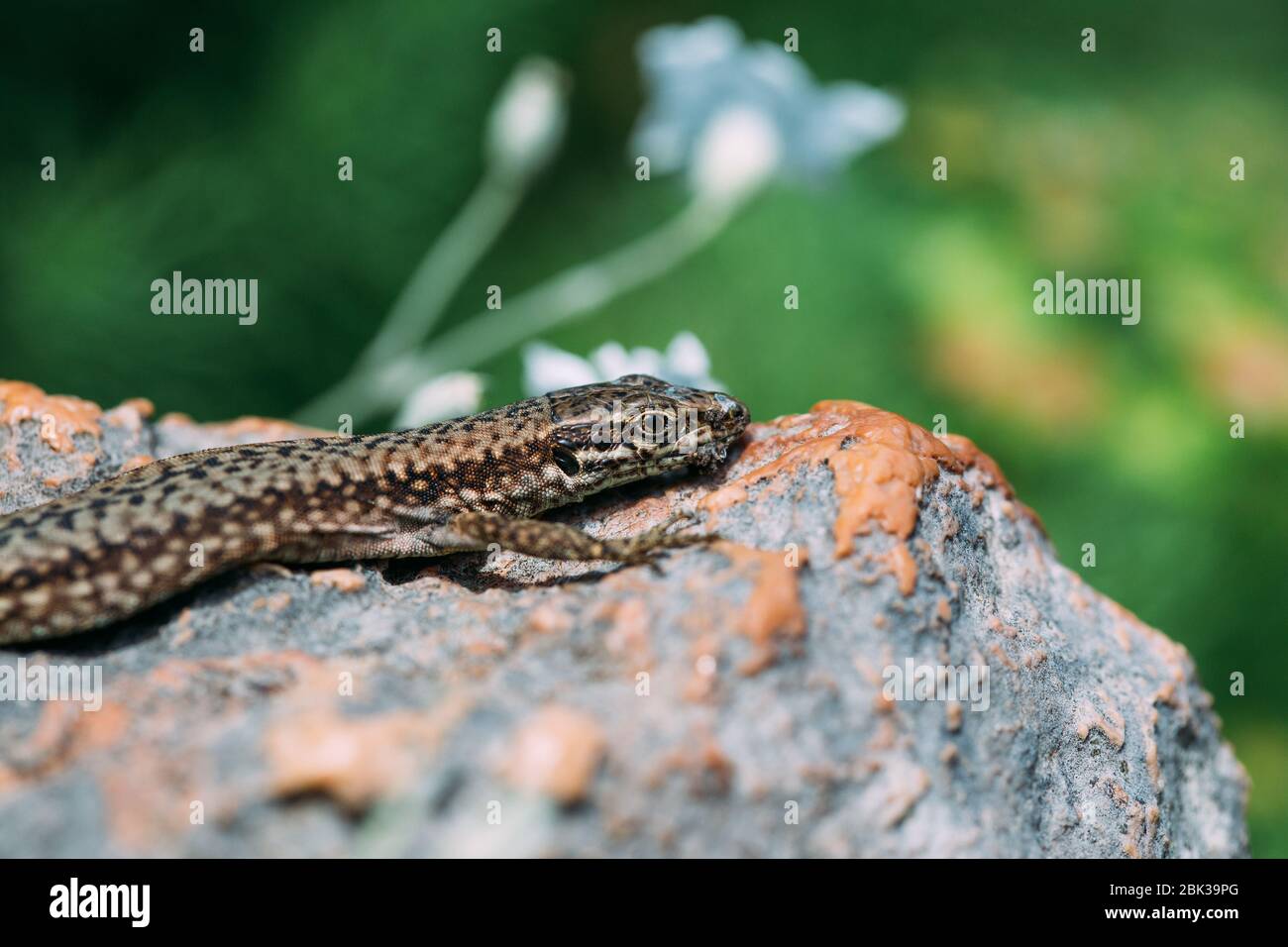 brown lizard lying on a stone Stock Photo