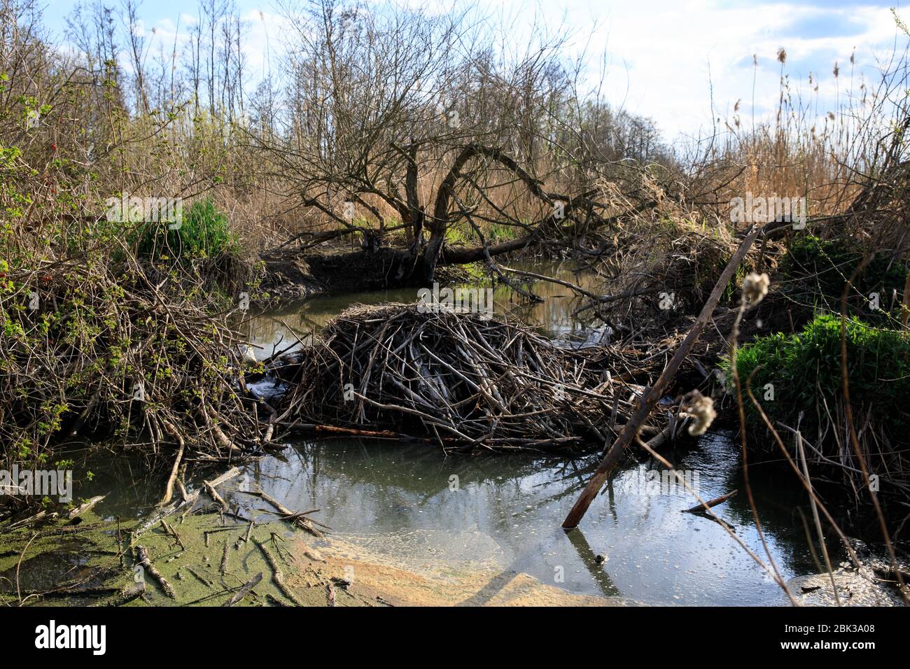 Beaver's Lodge, Beaver Dam on river Stock Photo Alamy