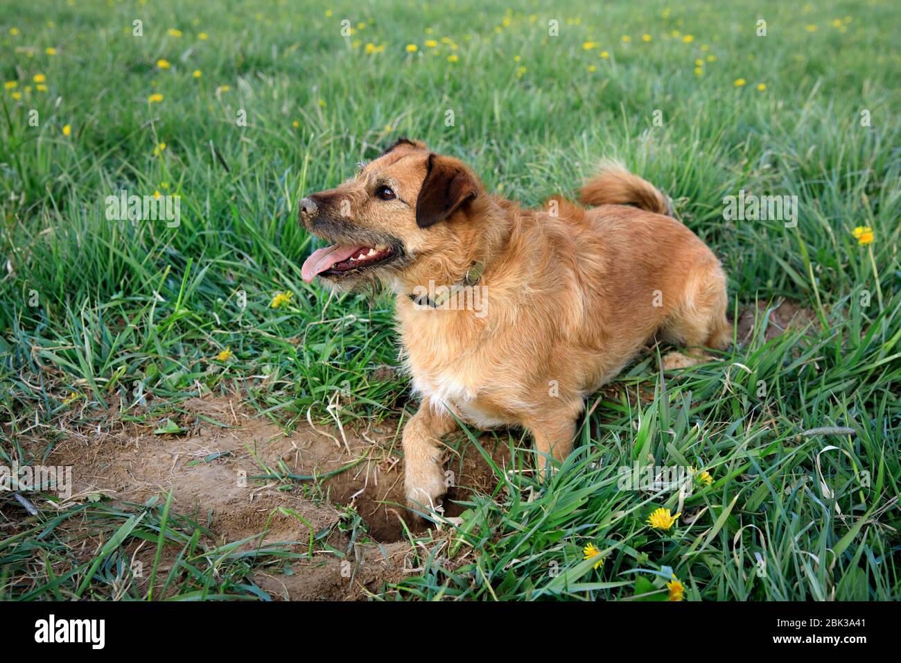 dog digs a hole in the meadow, the dog is digging the ground Stock