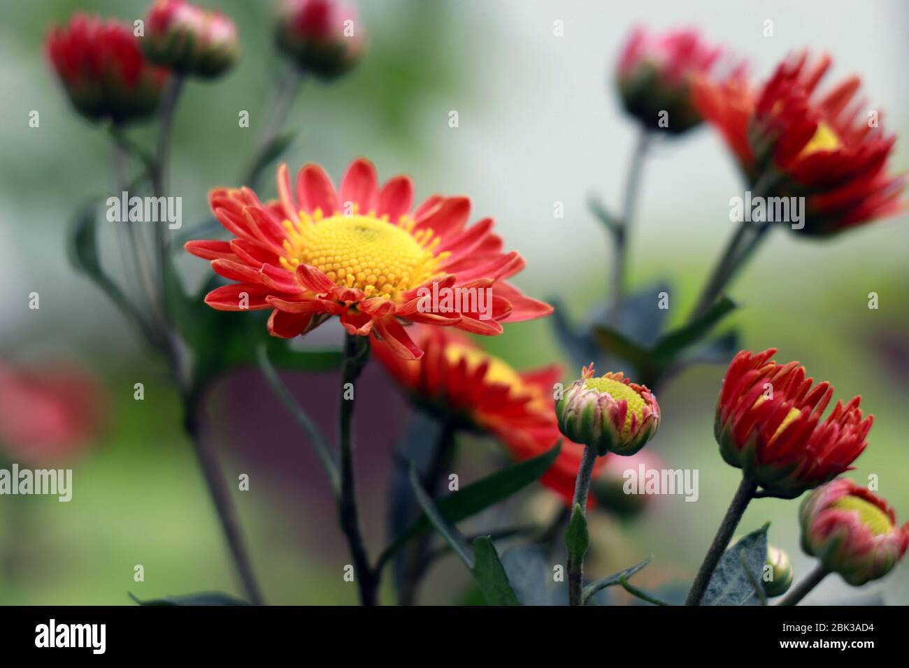 Chrysanthemum indicum hi-res stock photography and images - Alamy