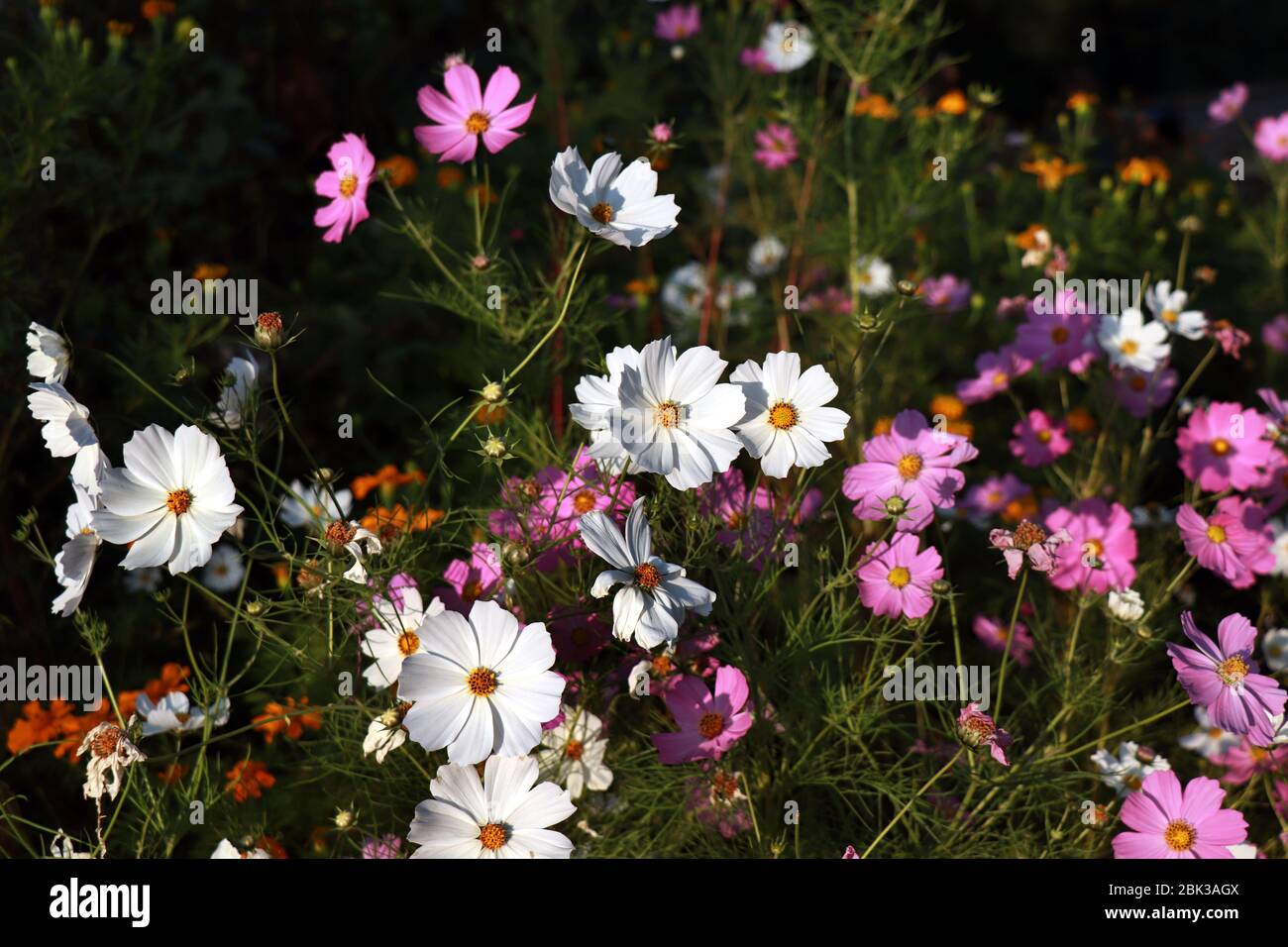 Beautiful purple and white Cosmos flowers in the garden. Violet and white flowers pictures. Cosmos bipinnatus, commonly called the garden cosmos. Stock Photo