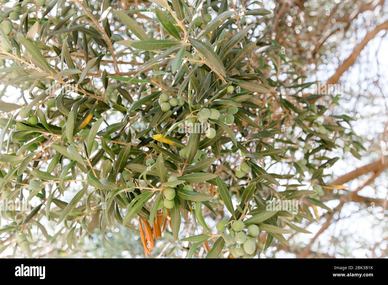 Black and Green Ripe Olives Growing on the Branch of an Olive Tree