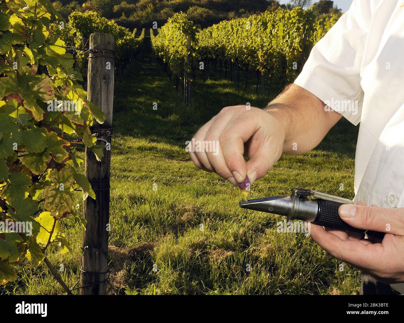 Weingut hi-res stock photography and images - Alamy