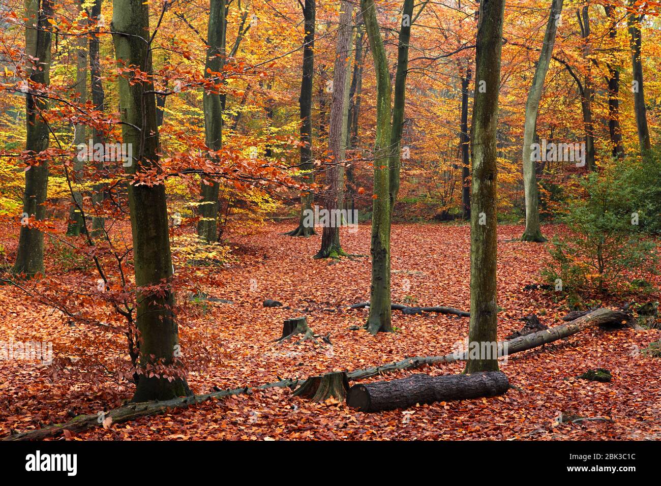 Autumn Woodland Stock Photo