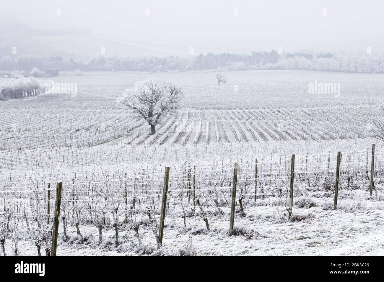Denbies Wine Estate located in the beautiful Surrey Hills. A rare Hoar frost covers the entire area with a coating of ice. Stock Photo