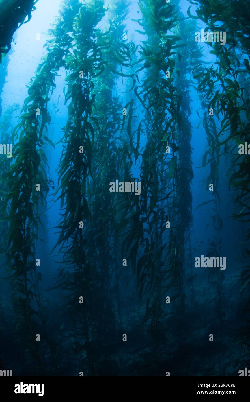 Giant kelp, Macrocystis pyrifera, grows in the cold eastern Pacific
