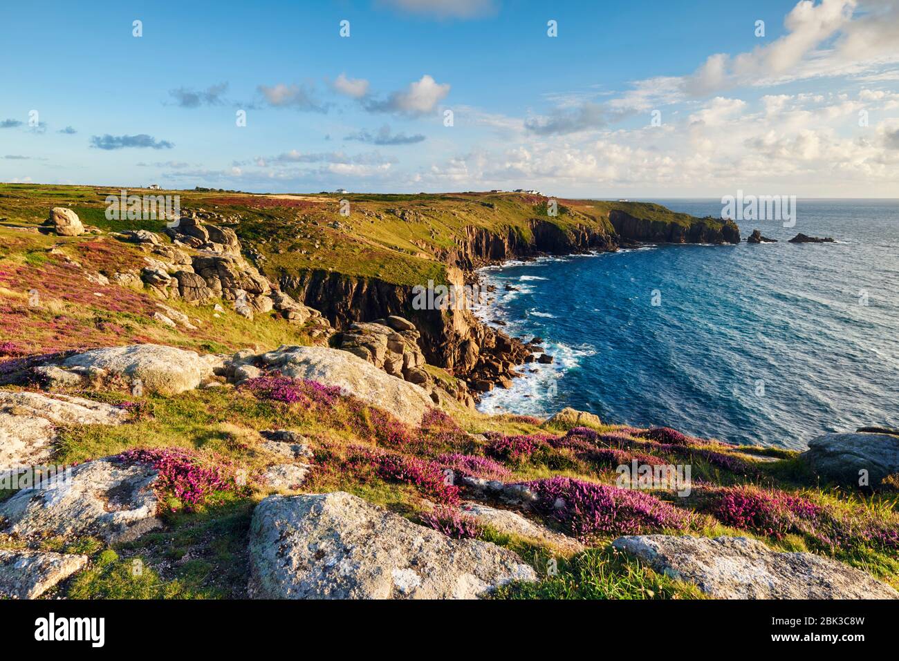 An abundance of Heather growing on the summer clifftops at Land's End Stock Photo