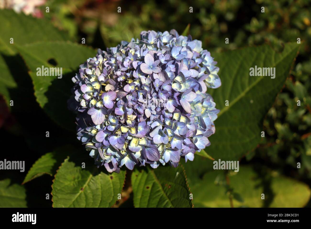 Hydrangea flower. Blue hydrangea flower background close up. A flower of a hydrangea. Stock Photo
