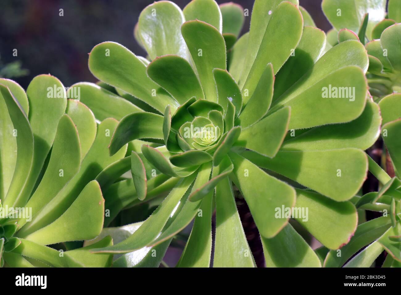 Aeonium arboreum, green succulent, closeup. Fresh green rosettes of