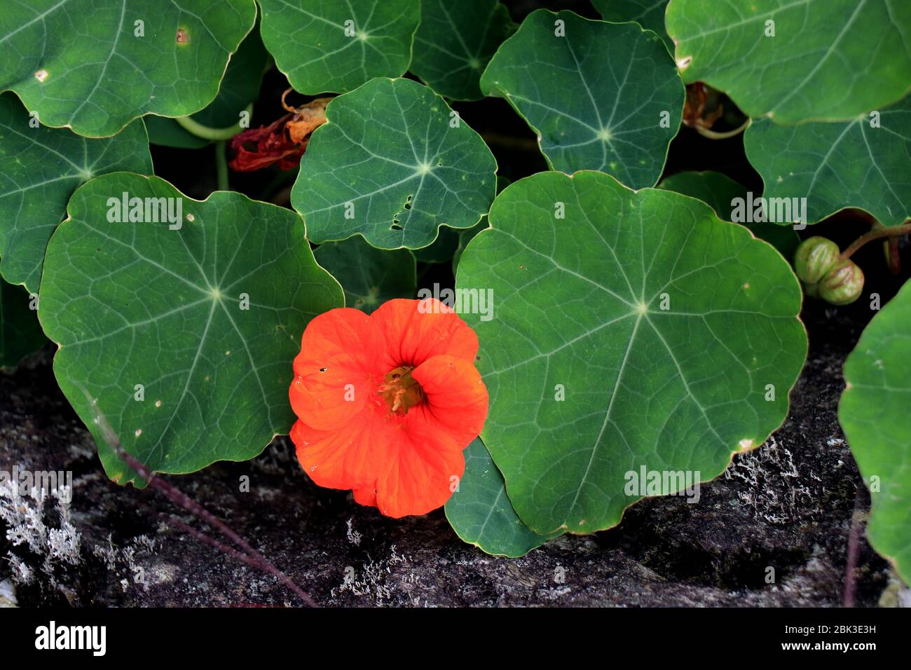 Nasturtium flowers. Tropaeolum majus garden nasturtium, Indian cress, or monks cress is a species of flowering plant in the family Tropaeolaceae. Stock Photo