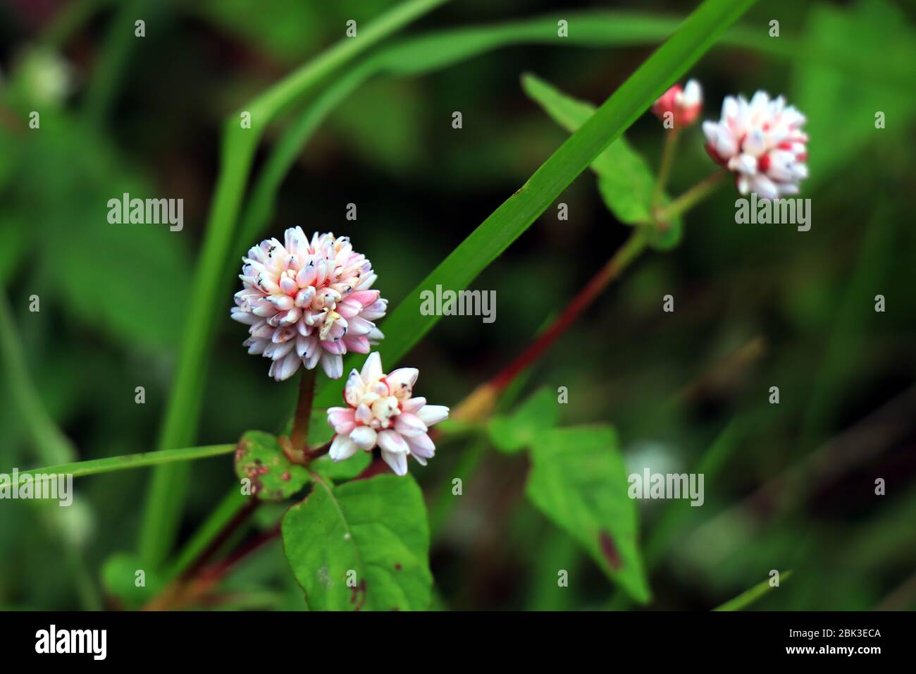 Persicaria capitata Polygonum flowers / Persicaria capitata Polygonum is a vine evergreen perennial that grows on the ground for a long time. Stock Photo