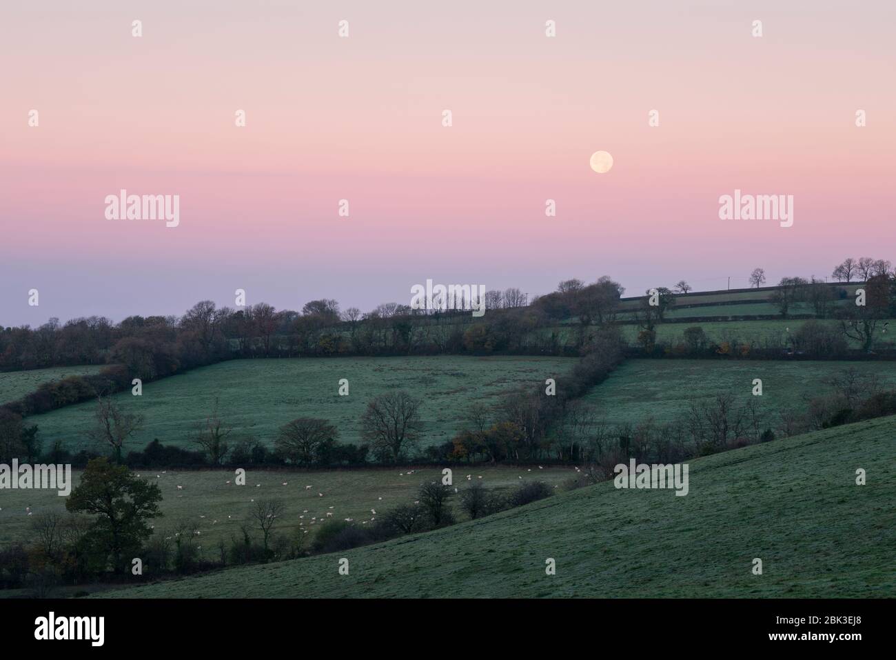 The setting moon over countryside viewed from Beacon Hill near Shepton Mallet, Somerset at dawn, England. Stock Photo