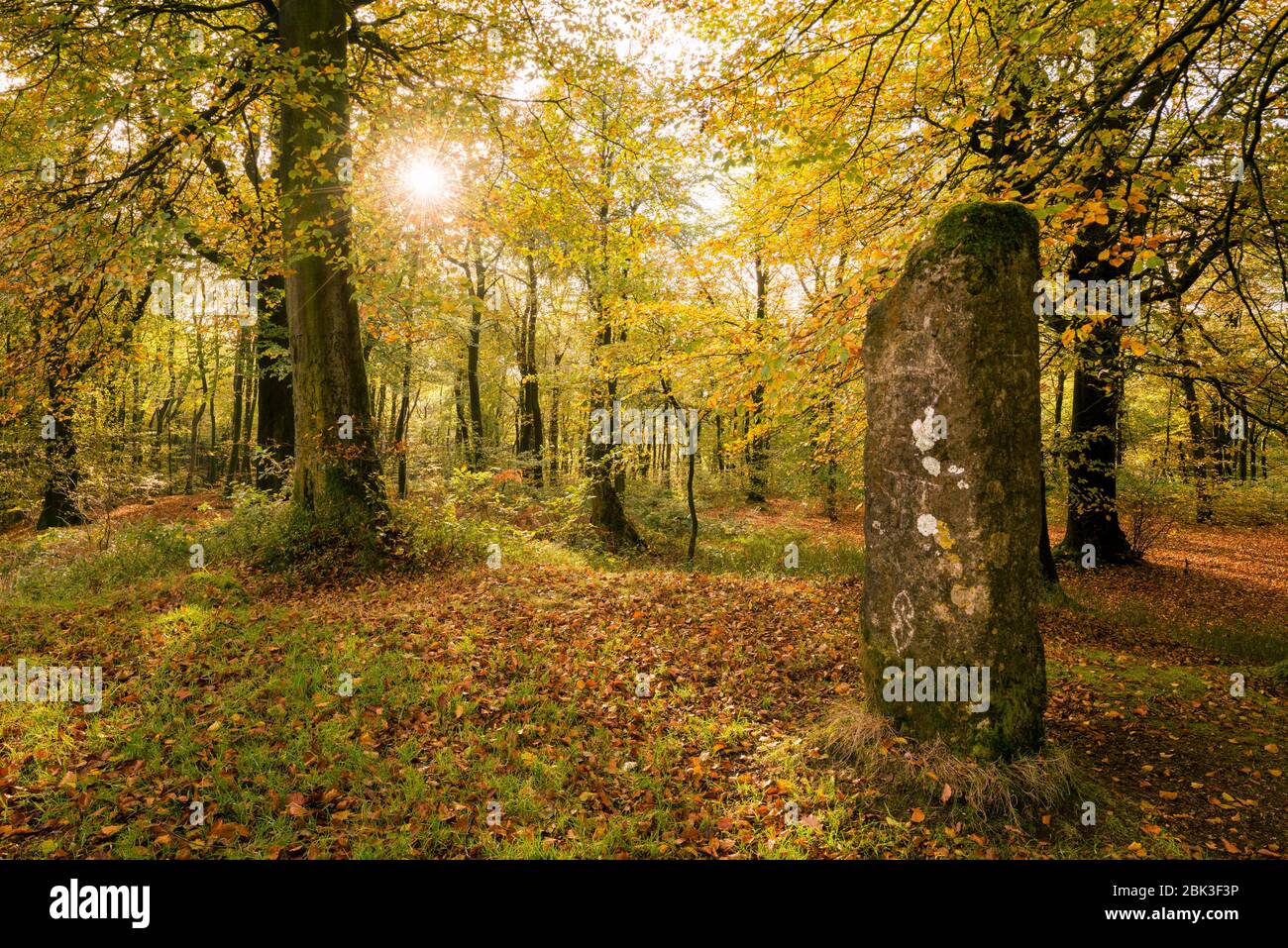 The Standing Stone in autumn in Beacon Hill Wood in the Mendip Hills, Somerset, England. Stock Photo