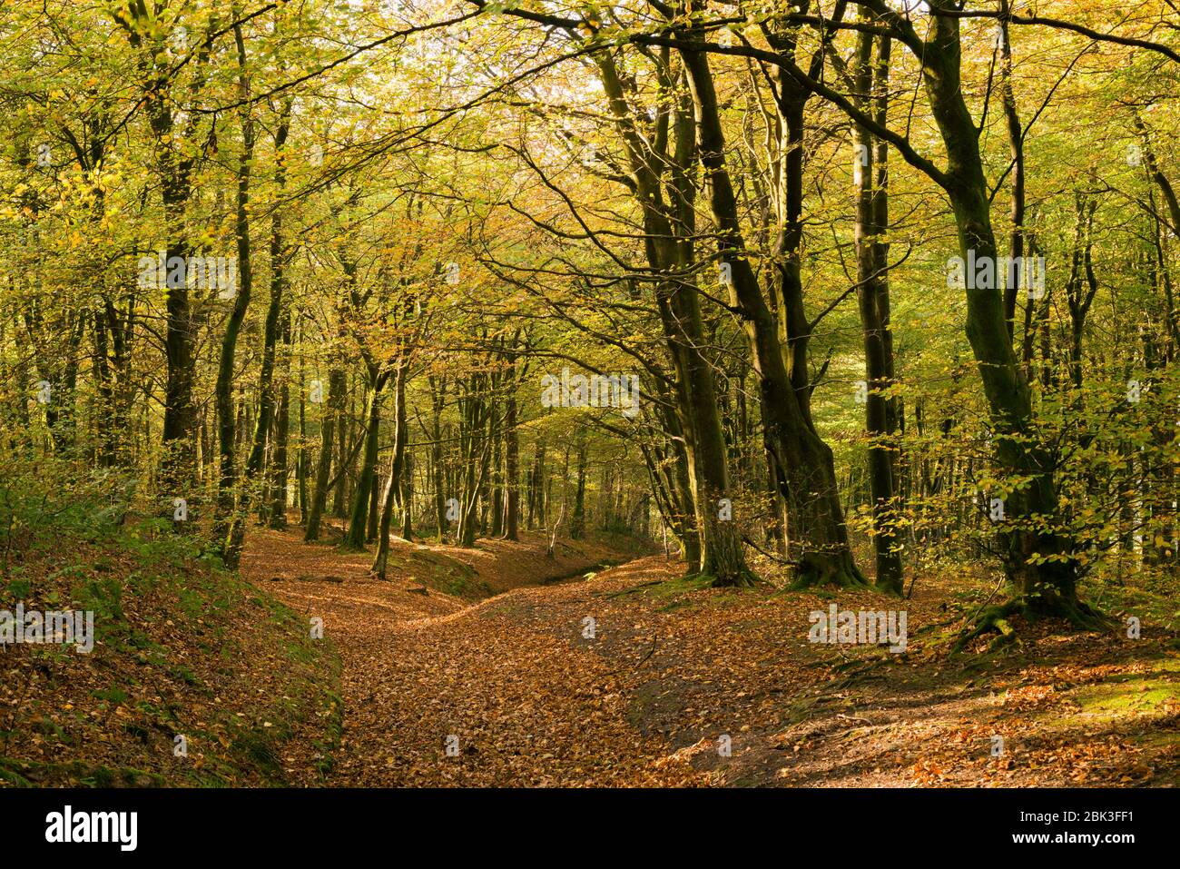 Autumn in Beacon Hill Wood in the Mendip Hills, Somerset, England. Stock Photo